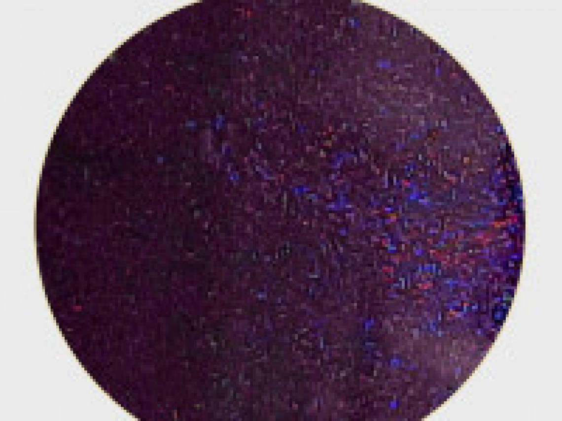 Semipermanente lak - Bikini party - 8ml - photo 10